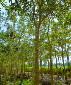 Cây Chuông Vàng