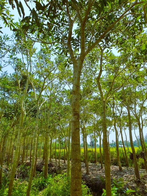 Cây Chuông Vàng