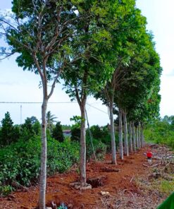 Cây Xà cừ