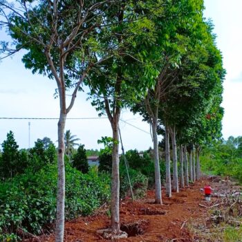 Cây Xà cừ