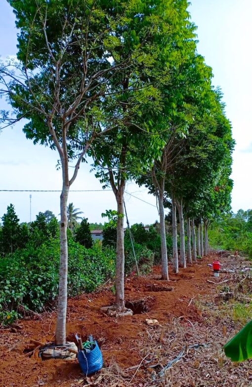 Cây Xà cừ