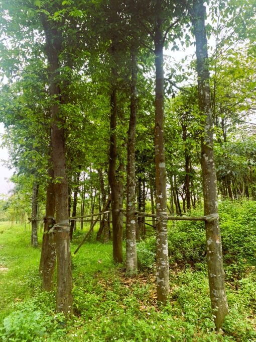Cây Sao đen